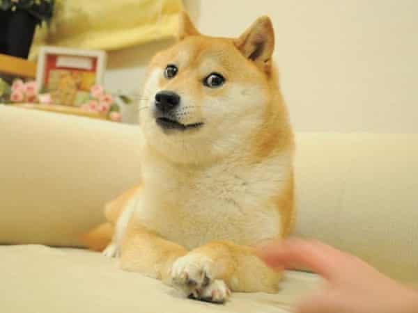 What S Up With The Meme Where A Dog Wears A Esports Organisation S