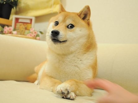 The doge that started it all – a shiba inu named Kabosu.