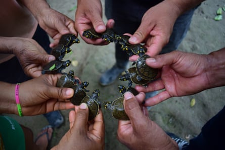 Four pairs of hands holding very small turtles
