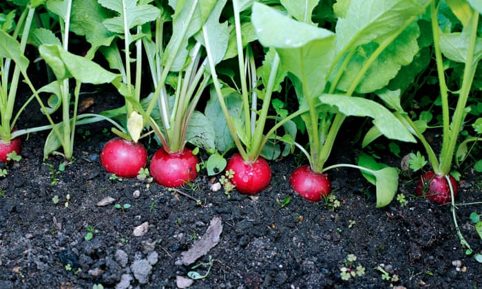 Image result for Radishes