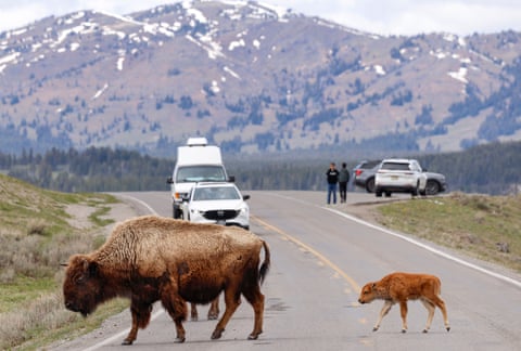 Um filhote de bisão segue um adulto atravessando uma estrada no Parque Nacional de Yellowstone, enquanto pessoas observam de dentro de seus carros.