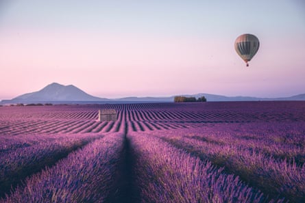 Purple lavender fields stretch into the distance in morning light with a balloon taking off in the foreground.