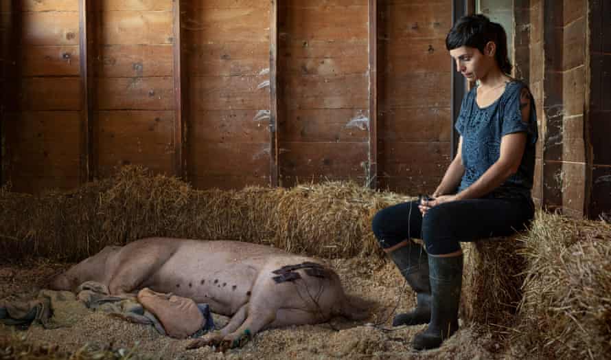 Paola the pig with volunteer Olivia Gómez de Zamora at the Gaia animal sanctuary in Spain