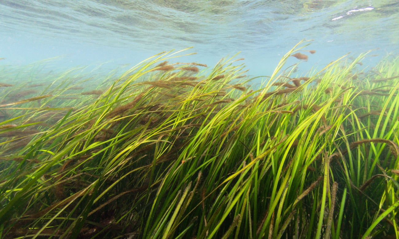 A seagrass meadow off the UK coast.