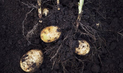 Yard and Garden: When Potatoes Have Skin Problems