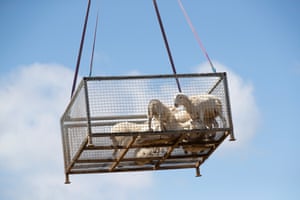 Sheep in a metal cage attached with straps to a helicopter (out of view) are carried through the air against a blue sky