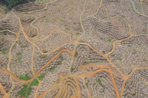 Newly planted oil palm within a palm oil plantation in Sabah, Malaysia.