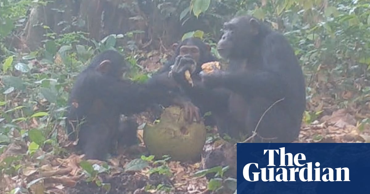 Wild chimpanzees filmed by scientists bonding over alcoholic fruit