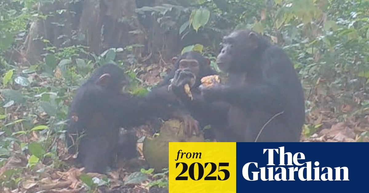 Wild chimpanzees filmed by scientists bonding over alcoholic fruit
