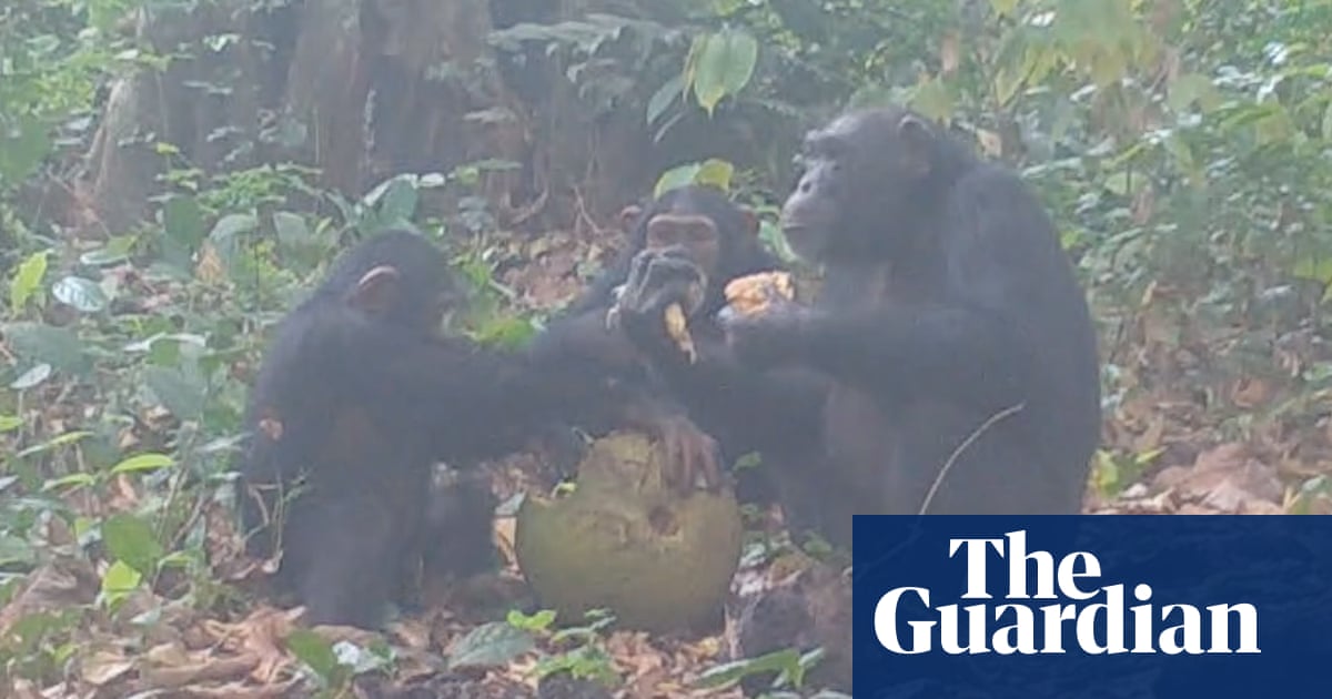 Wild chimpanzees filmed by scientists bonding over alcoholic fruit
