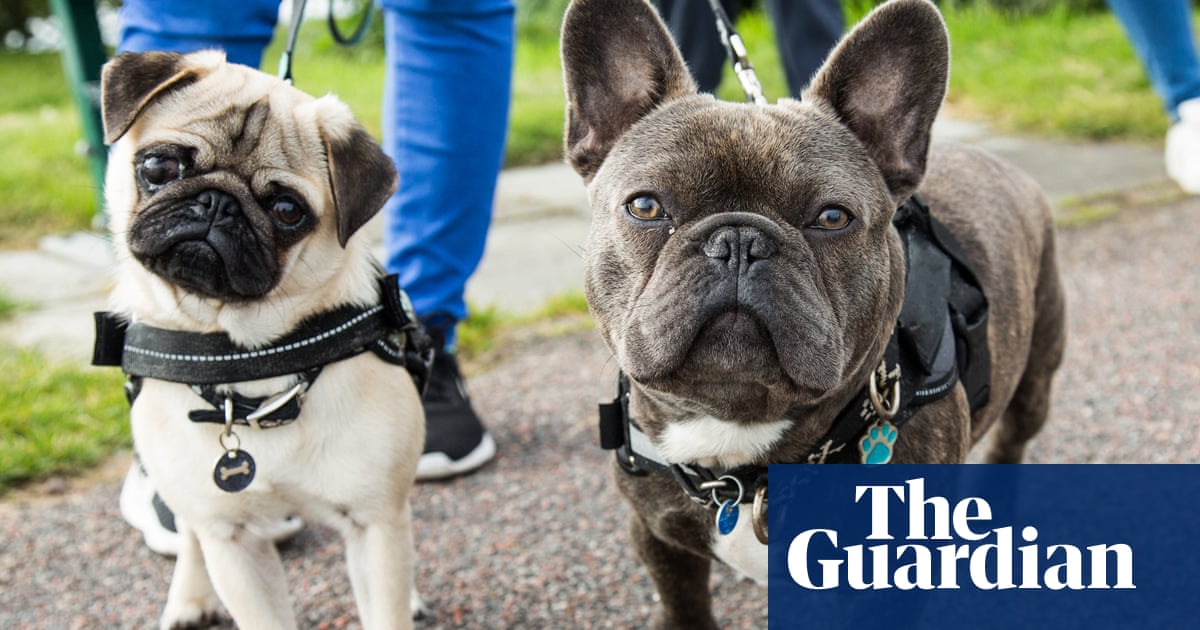 Popularity of pug-like dogs 'could be fuelling rise in canine fertility clinics'