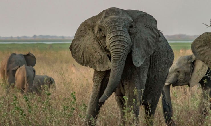 Shrinking trees and tuskless elephants: the strange ways species are adapting to humans Shrinking trees and tuskless elephants: the strange ways species are adapting to humans