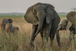 A tuskless adult female African bush elephant (Loxodonta africana) in Gorongosa National Park, Mozambique. A new study has found that ivory poaching has led to evolution of tuskless elephants.