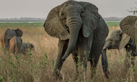 A tuskless adult female African elephant in Gorongosa National Park, Mozambique.