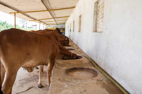 Fans, sprinklers and cold baths for cows: India’s dairy farmers face searing heat 14 Gyr cows slake their thirst at Vrindavan dairy farm near Bengaluru. The Gyr breed is sturdier and more resilient to climate change.