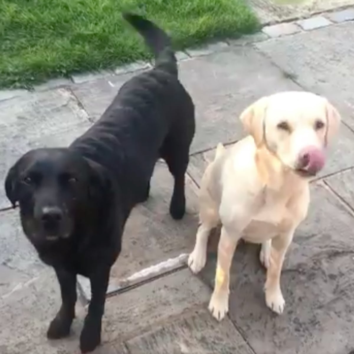 Coronavirus Stars Bbc Sports Commentator Andrew Cotter S Dogs Olive And Mabel Go Viral Life And Style The Guardian