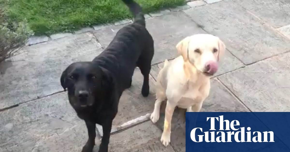 Coronavirus stars: BBC sports commentator Andrew Cotter's dogs Olive and Mabel go viral