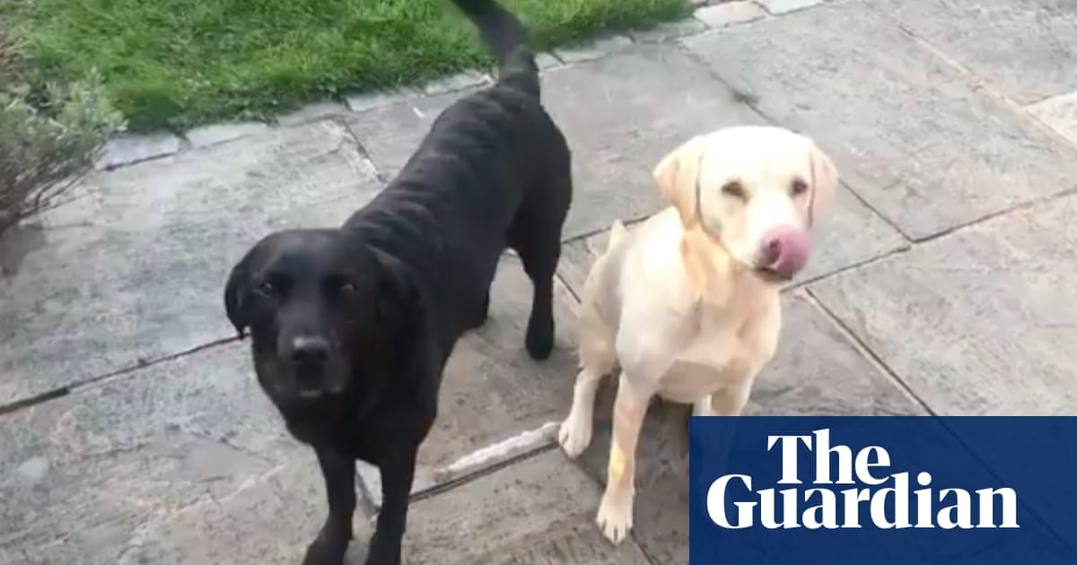 Coronavirus stars: BBC sports commentator Andrew Cotters dogs Olive and Mabel go viral