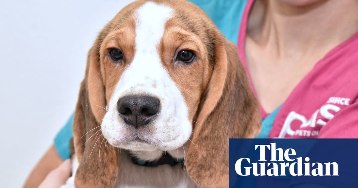 Worried about vet bills? You may get help from an animal charity
