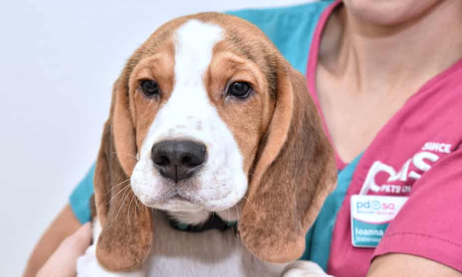worried about vet bills you may get help from an animal charity consumer affairs the guardian