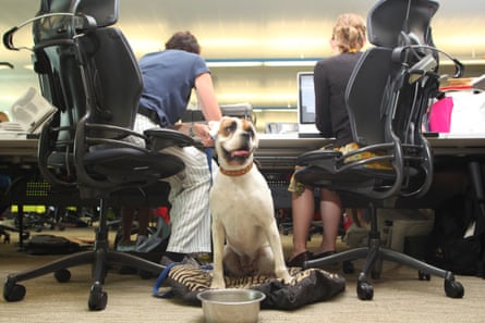 a dog at the office