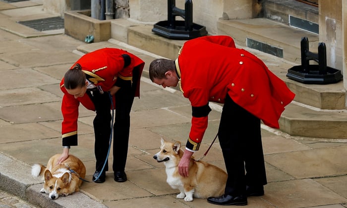 The royal corgis await the state funeral cortege at Windsor Castle.