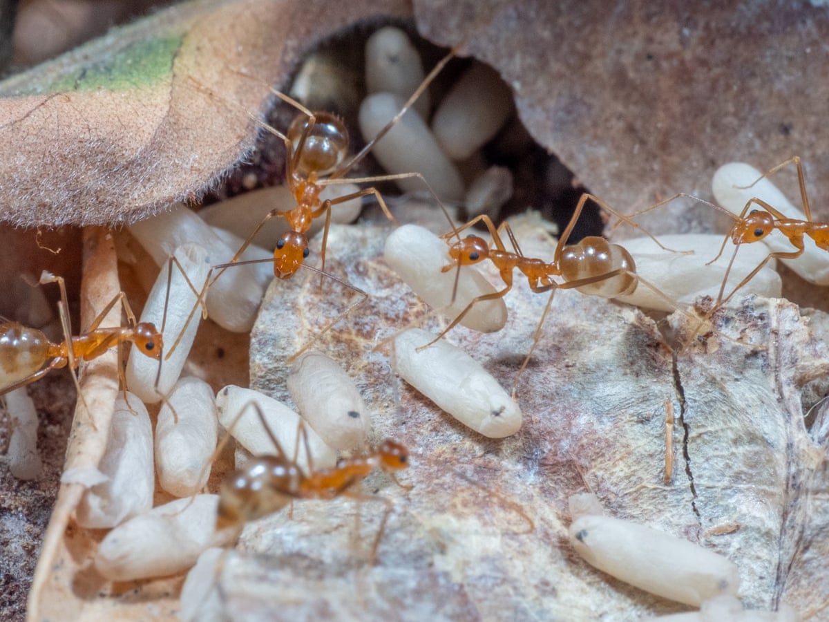 Yellow Crazy Ant Invasion Threatens Queensland World Heritage Rainforest As Funding Dries Up The Invaders The Guardian Christmas Island Crabs Yellow Crazy Ants 2021