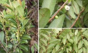 7. Eleven new trees and shrubs found in the Andean forests…