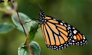 ‘How can an insect so small go so far?’ ... a monarch butterfly. Photograph: Toby Talbot/AP
