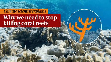 Cop27: coral conservation groups alarmed over ‘catastrophic losses ...