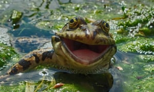 A frog appears to have a big smile for the camera in Russia.