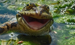 The Comedy Wildlife Photography awards - in pictures | World news | The  Guardian