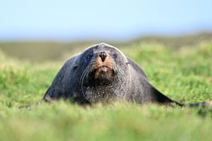 A New Zealand fur seal basks in the sun in Katiki Point