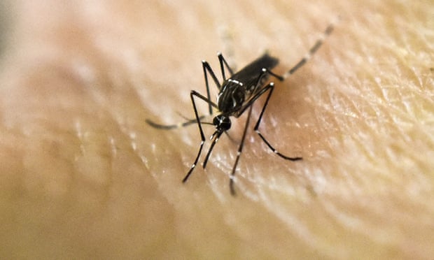 An Aedes Aegypti mosquito: researchers hope genetically modified mosquitoes could help the fight against the Zika virus.
