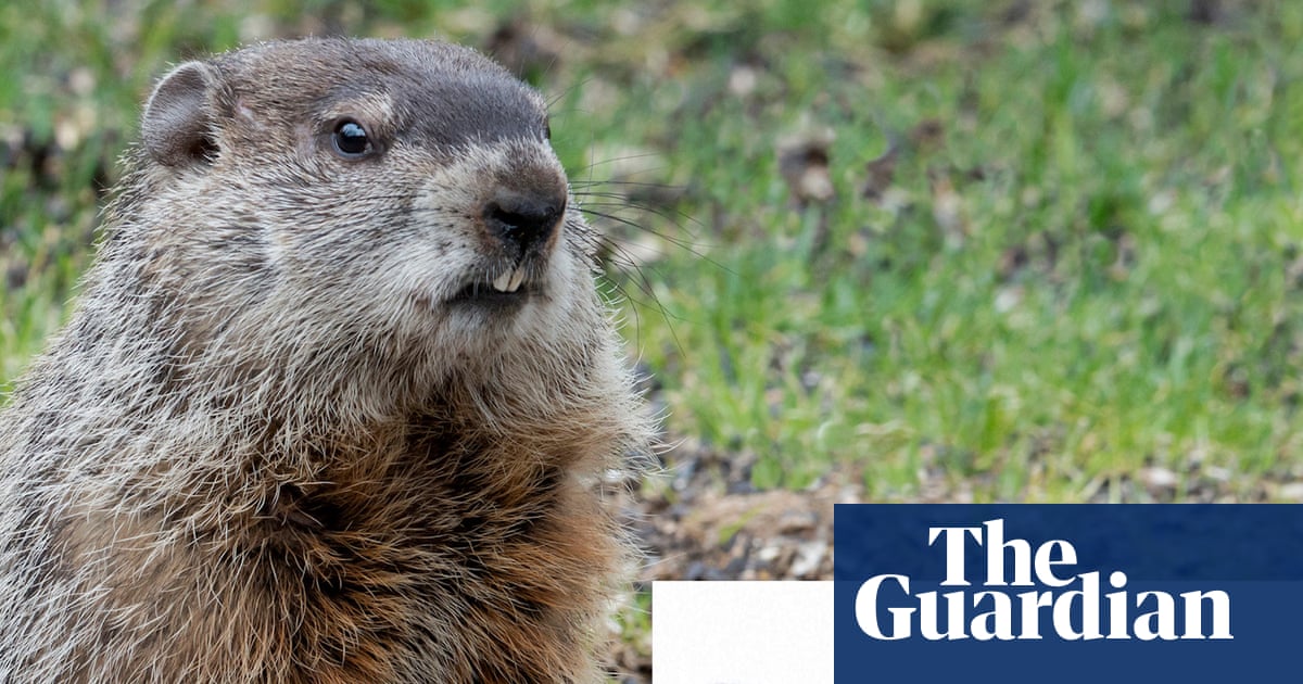 Scientists create OnlyFans account for marmots to fund research – video