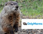 Scientists create OnlyFans account for marmots to fund research – video