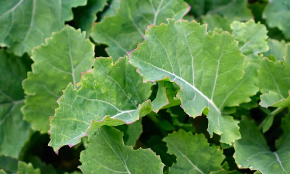 ‘Perennial kale is incapable of flowering, so just carries on producing loads of lush leaves.’
