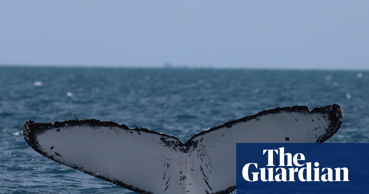 Whales on Australia’s ‘humpback highway’ are at growing risk of injury from boat and propellor strikes