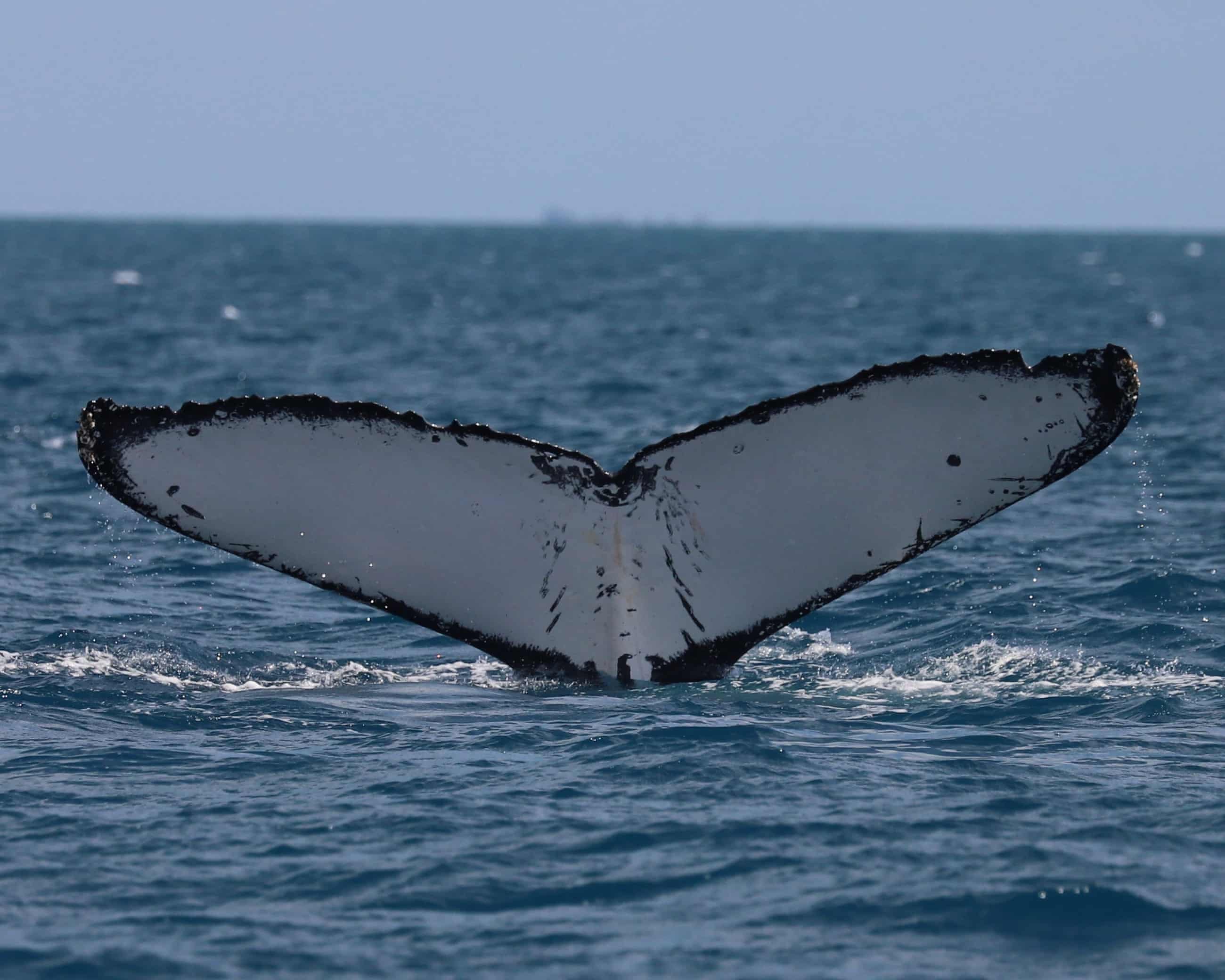 Why whales cannot escape