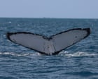 Whales Face Rising Boat Strike Risk on Australian Coast