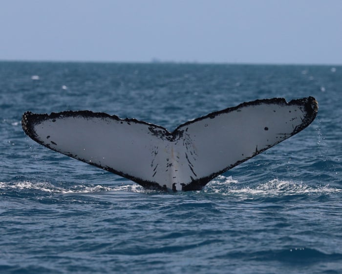 Whales on Australia’s ‘humpback highway’ are at growing risk of injury from boat and propellor strikes