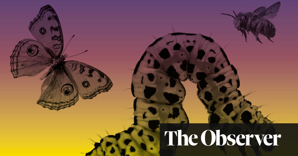 The insect apocalypse: 'Our world will grind to a halt without them'