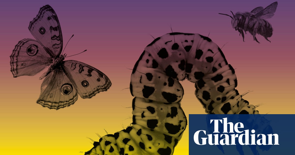 The insect apocalypse: 'Our world will grind to a halt without them' |  Insects | The Guardian