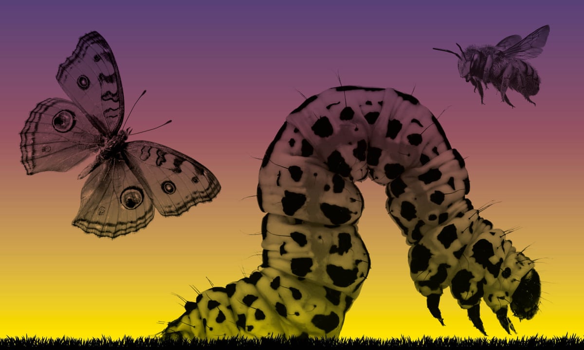 The insect apocalypse: 'Our world will grind to a halt without them' | Insects | The Guardian
