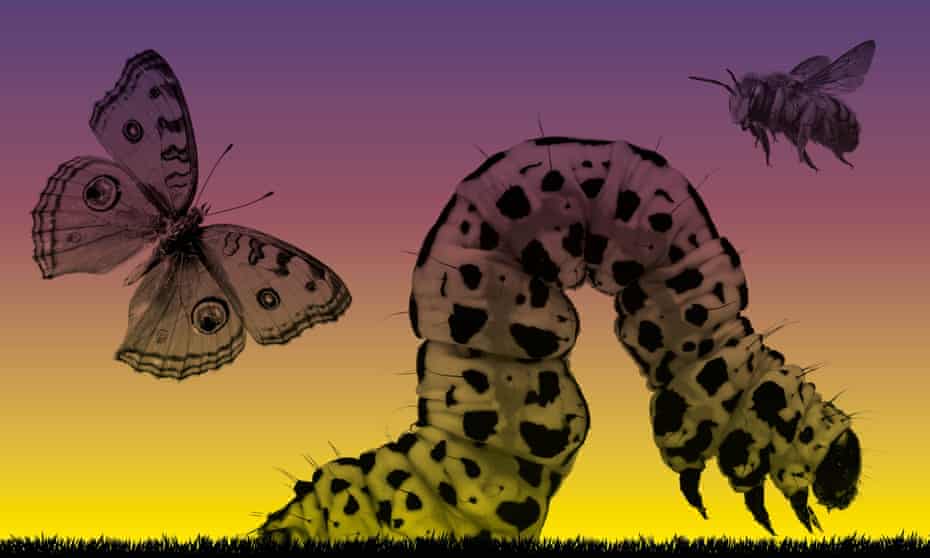 Illustration of insects