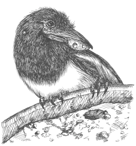 One of Frieda Hughes’s illustrations from George: A Magpie Memoir.