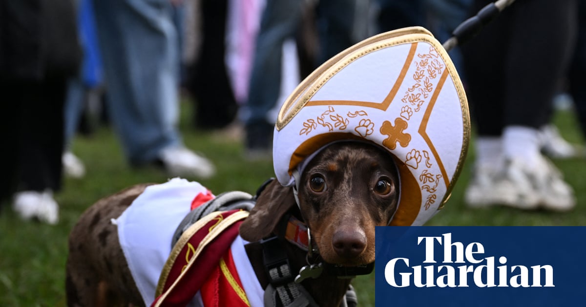 Dog play afternoon: dachshunds overrun Hyde Park for Christmas walk