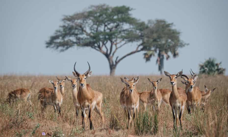 Antelopes in Murchison Falls