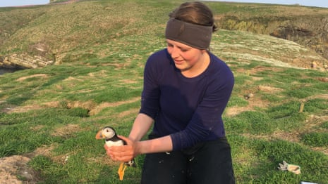 The search for puffins on Skomer Island – video