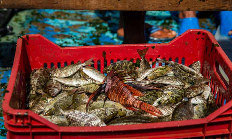 A lionfish nestles among a fisher's catch near Beirut, Lebanon.